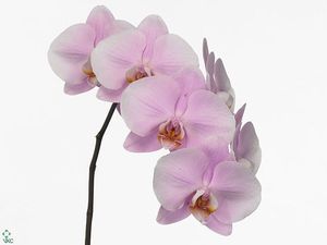 ORCHID. PHALAENOPSIS AN MANILA .X45